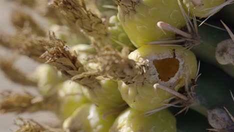 Sonoran-Leafcutter-and-Dark-Rover-Ant-on-Fishhook-Barrel-Cactus-fruit