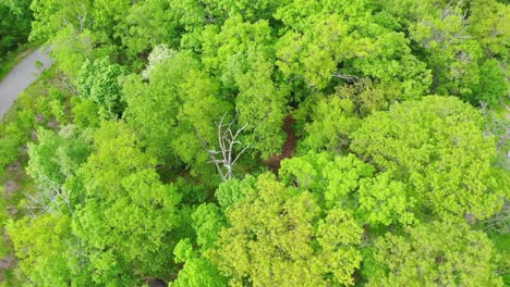 Drone-flying-forward-above-beautiful-green-forest