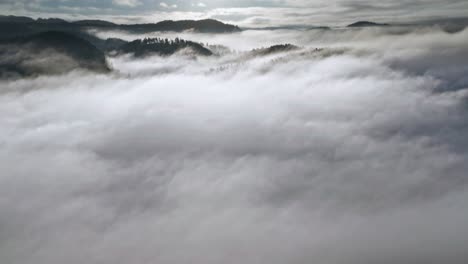 Thick-white-fog-is-slowly-floating-in-the-valley-revealing-dense-pine-forest