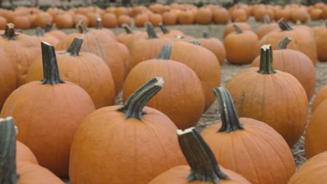 Pan-shot-of-harvested-Halloween-pumpkins-in-field
