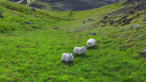 Aerial-View-Of-Three-White-Sheeps-Grazing-On-Mountain-Hill-Near-Seljavallalaug-In-Iceland