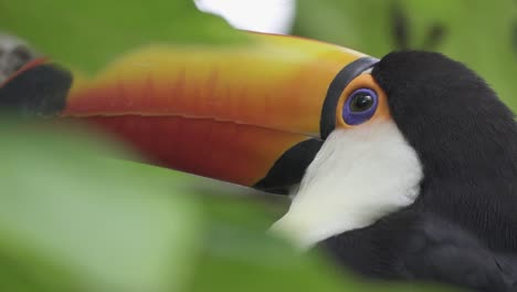 Extreme-close-up-of-a-toco-toucan-looking-curiously-surrounded-by-deep-forest-vegetation