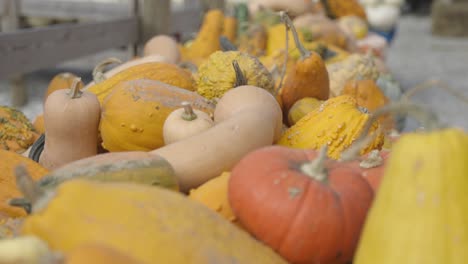 Harvested-pumpkin-and-butternut-squash,-focus-racking-shot