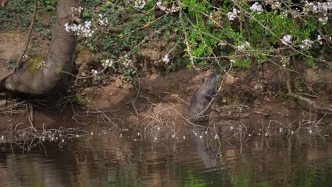 Medium-shot-of-wild-Nutria-grabbing-after-leaves-of-branch-tree-beside-natural-river-in-nature