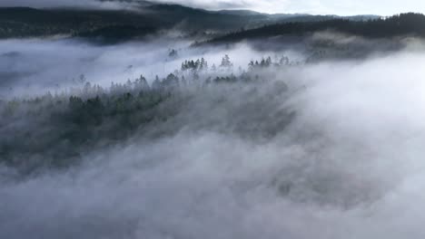 Thick-fog-is-slowly-floating-in-the-valley-revealing-dense-pine-forest