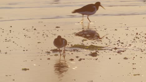 Eurasian-Oystercatchers-Wading-On-Shoreline-Looking-For-Food