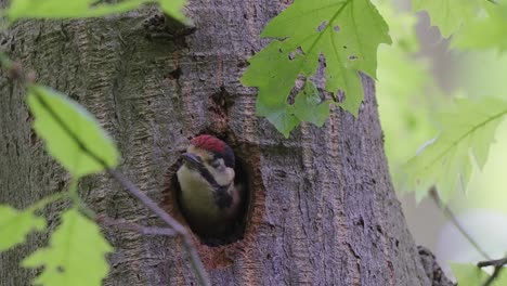 Middle-spotted-woodpecker-peaking-through-hole-of-nest-in-tree-trunk