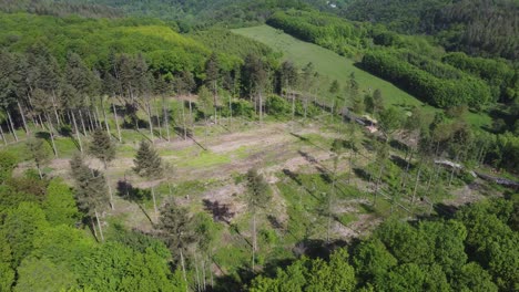 Aerial-shot-of-forest-dieback-during-sunny-day,large-wood-clearing-of-dry-trees-in-nature