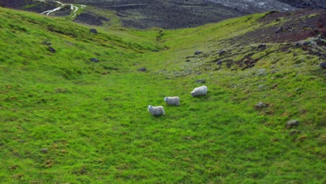 Grasende-Schafe-Auf-Dem-Berg,-Abgelenkt-Durch-Sich-Nähernde-Drohne-In-Island