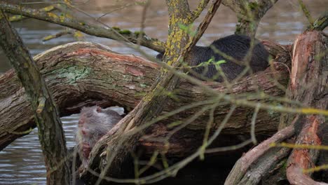 Couple-of-Nutria-resting-on-wooden-trunk-at-river-shore-and-scratching-body,close-up