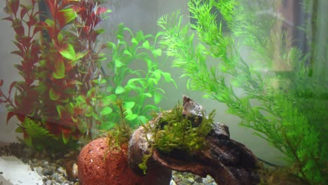Aquarium-fish-swim-among-the-algae