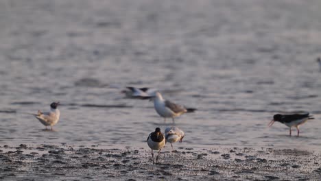 Variety-of-bird-species-on-Texel-Island-Mudflats-Wadden-Sea,-slow-motion