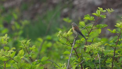 Kleiner-Weiblicher-Hänfling-Vogel,-Der-Auf-Einer-Grünen-Baumkrone-Sitzt-Und-Andere-Vögel-Zwitschert-Und-Ruft