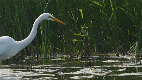 A-closeup-shot-of-a-white-heron-hunting-in-the-reeds