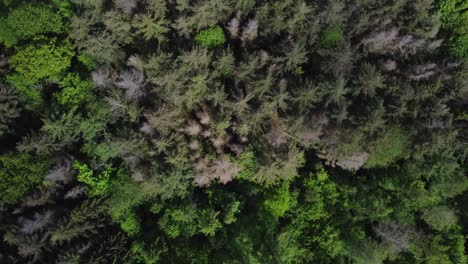 Luftkreisaufnahme-Mit-Baumwipfeln-Trockener-Bäume-Im-Wald-An-Heißen-Sommertagen
