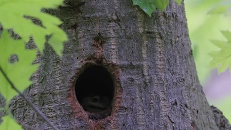 A-steady-shot-of-a-hollow-in-a-thick-tree-trunk