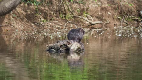 Static-shot-of-scratching-Nutria-on-wood-trunk-in-lake-during-sunny-day,medium-shot