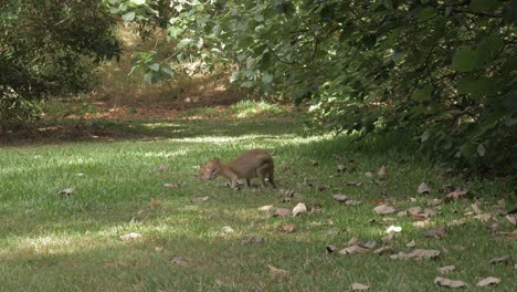 Agile-Wallaby-Feeds-On-The-Grass-In-Thal-Nature-Reserve-At-Port-Douglas,-QLD,-Australia