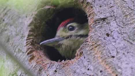 Great-spotted-woodpecker,-Dendrocopos-major-chick-look-out-from-nest-hollow--close-up