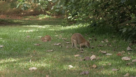 Canguros-ágiles-Comiendo-En-La-Hierba-Bajo-La-Sombra-De-Las-Plantas-En-La-Reserva-Natural-De-Thal-En-Qld,-Australia