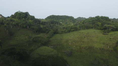 Un-Dron-Aéreo-Disparó-Sobre-Verdes-Y-Exuberantes-Tierras-De-Cultivo-Del-Centro-De-República-Dominicana