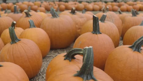 Pan-shot-of-many-harvested-Halloween-pumpkins-on-ground