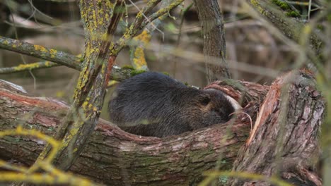 Close-up-shot-of-sweet-Nutria-resting-on-wooden-log-in-front-of-river-during-sunny-day