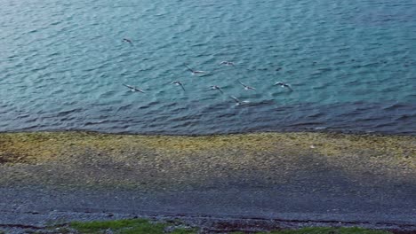 Flock-Of-Birds-Flying-Over-Green-Fields-Towards-The-Ocean-Near-Gardakirkjugardur-In-Gardabaer,-Iceland
