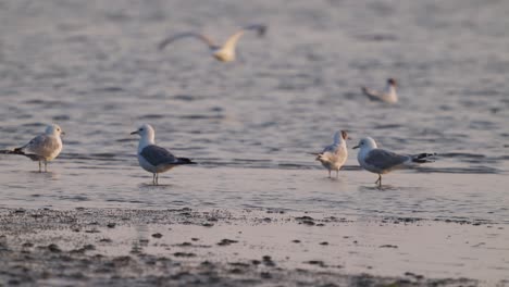 Seagulls-walking-along-the-shore-in-slow-motion