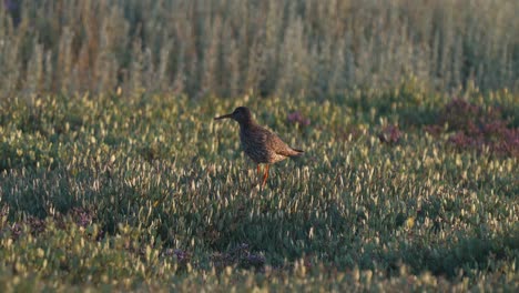 Little-long-tailed-godwit-chirping-by-opening-and-closing-the-beak-in-the-grass