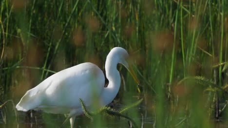 White-common-egret-hunts-for-food-in-shallow-waters,-surrounded-by-reeds