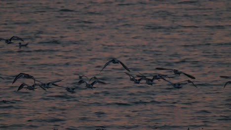 Flock-of-birds-fly-over-rippled-ocean-water-at-sunset,-slow-motion