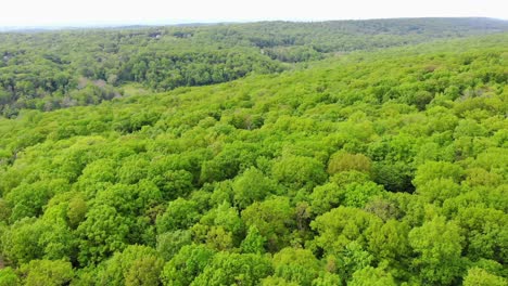 Flying-over-green-trees-forest
