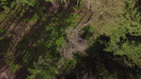 Aerial-top-down-shot-of-forest-dieback,-clearing-dry-trees-in-nature-of-Europe