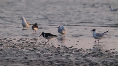 Black-Headed-Gulls-Walking-Along-Wet-Ground-At-Texel