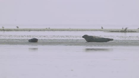 A-couple-of-sea-seals-is-lying-on-the-shore-of-Wadden-Sea,-Netherlands