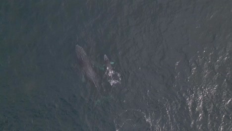 Beautiful-whale-mother-and-baby-calf-surfacing,-4K-aerial-view