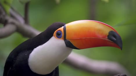 Close-up-shot-of-a-Ramphastos-Toco-perching-on-a-branch-and-looking-around