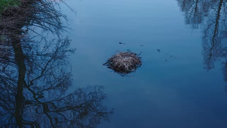 Reflexionen-Von-Bäumen-Auf-Der-Wasseroberfläche,-Wo-Ein-Otter-Gras-Und-Äste-Für-Seine-Hütte-Sammelte