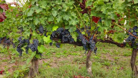 Viñedos-Vino-Tinto-Uvas-Maduras-En-Cultivo-De-Campo-De-Agricultura-Orgánica