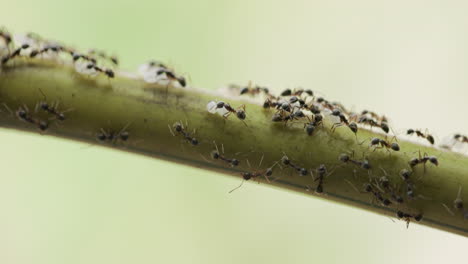 Schwarze-Ameisenarmee-Marschiert-Damit-Beschäftigt,-Eier-Und-Larven-Den-Bambus-Hinauf-Zu-Einem-Neuen-Nest-Zu-Tragen,-Während-Andere-Wache-Stehen