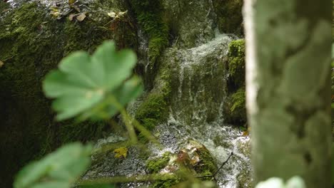 Small-mountain-river-forest-waterfall