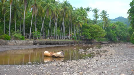 Full-shot,-log-on-the-riverbed-next-to-the-bitcoin-beach-in-El-Salvador,-Mexico,-little-bird’s-and-palm-trees-in-the-background