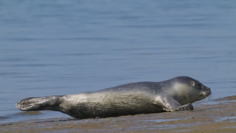 Cute-baby-seal-lying-on-sand-at-the-shore-of-North-Sea-Holland,-occasionally-looking-at-camera