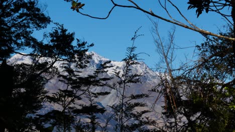 Silhouette-of-forestry-branches-and-snowy-mountains-with-blue-sky-in-backdrop