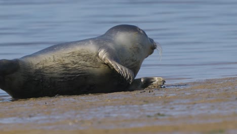 Cute-Seal-Resting-On-Its-Side-On-Beach-With-Waves-Gently-Breaking-In-Background