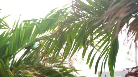 Palmblattzweige,-Die-Von-Strahlendem-Sonnenschein-Hinterleuchtet-Werden