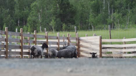 Flock-Of-Black-Sheeps-In-Wooden-Corral-At-Countryside