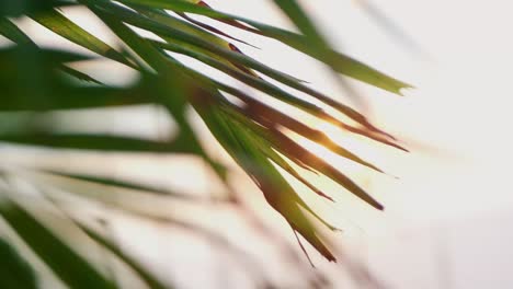 Goldgelbes-Sonnenlicht,-Das-Durch-Sich-Bewegende-Palmblätter-Gesehen-Wird