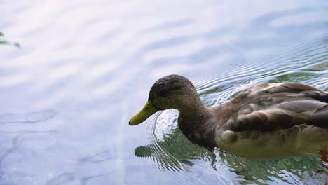 Slow-motion-close-up-of-a-duck-swimming-in-bright-clear-water